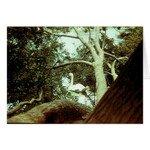 Carte - Majestic Swan