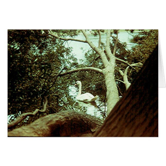 Carte - Majestic Swan (Devant horizontal)