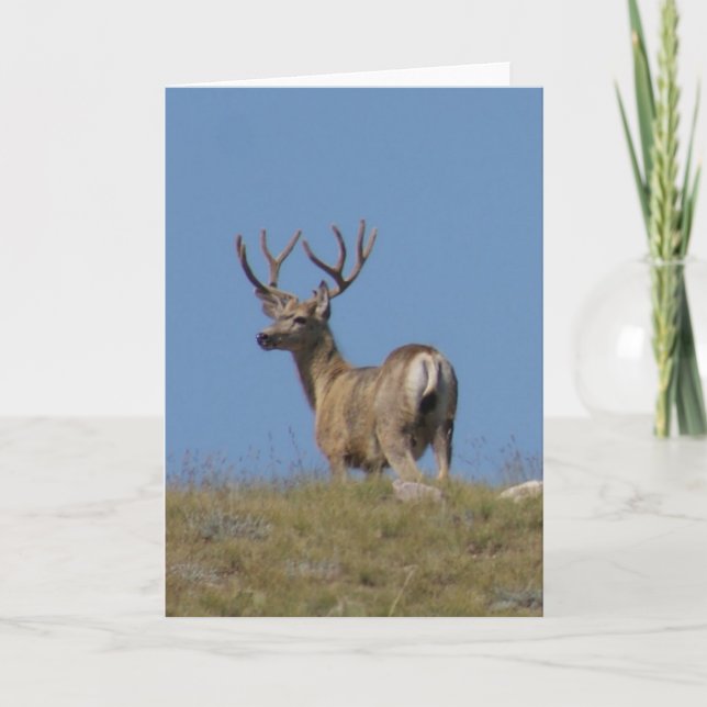 Carte Mâle de cerfs communs de mule de D9a en velours (Devant)