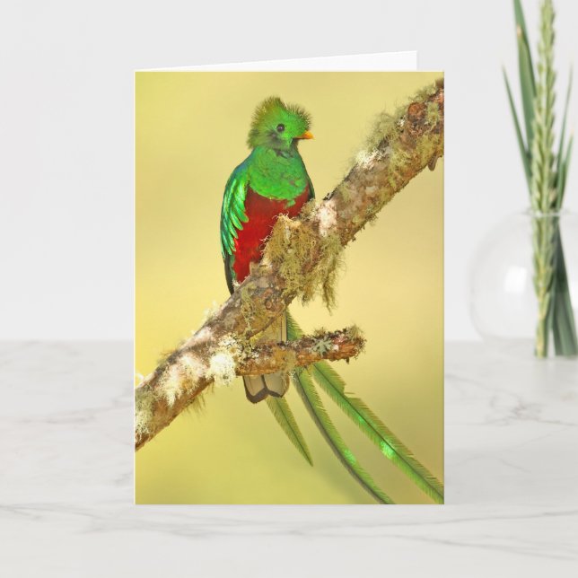 Carte Mâle resplendissant de quetzal (Devant)