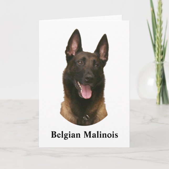 Carte malinois belge (Devant)