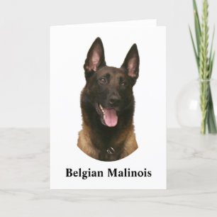 Carte malinois belge