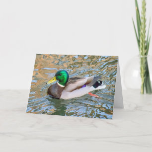 Carte Mallard Duck. Bute Park, Cardiff, Pays de Galles
