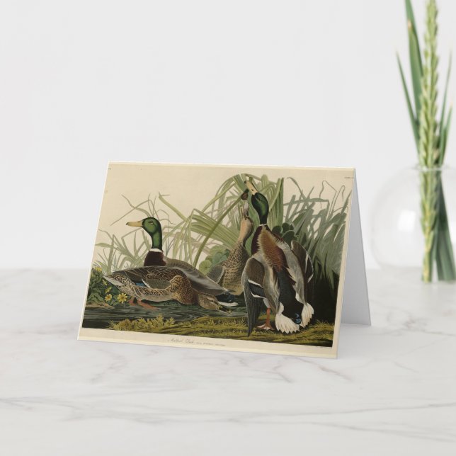 Carte Mallard Duck from Audubon's Birds of America (Devant)
