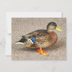 Carte Mallard Duck. Lac Roath Park, Cardiff, Pays de Gal