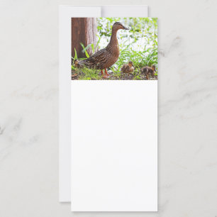 Carte Mallard et Ducklings par Shirley Taylor