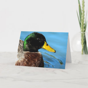 Carte Mallard haut près