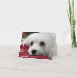 Carte Maltaise de note Snowdrop