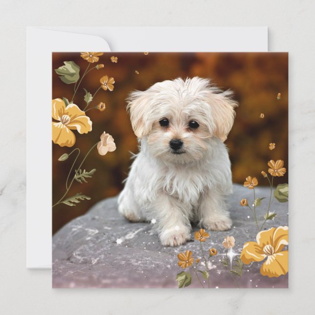 Carte Maltese Puppy, oh si mignon, (Devant)