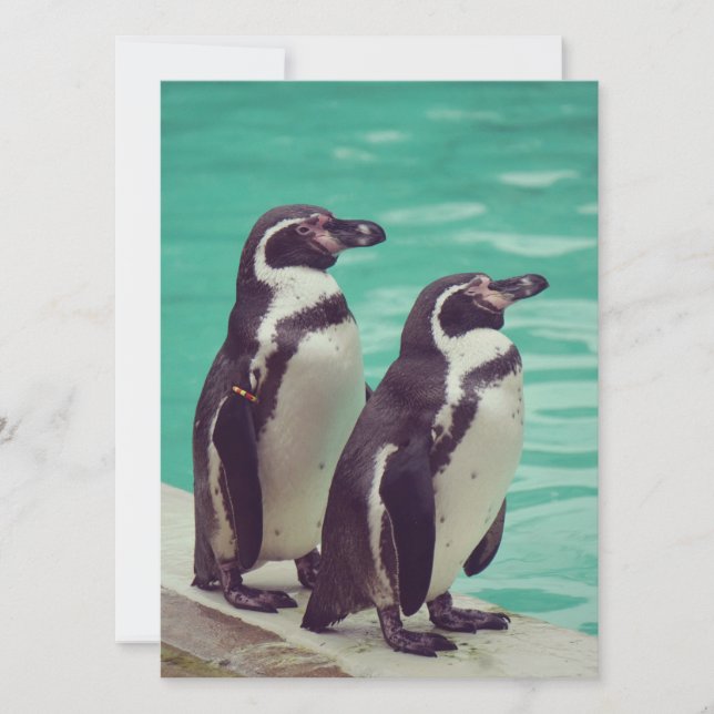 Carte Manchots (Devant)