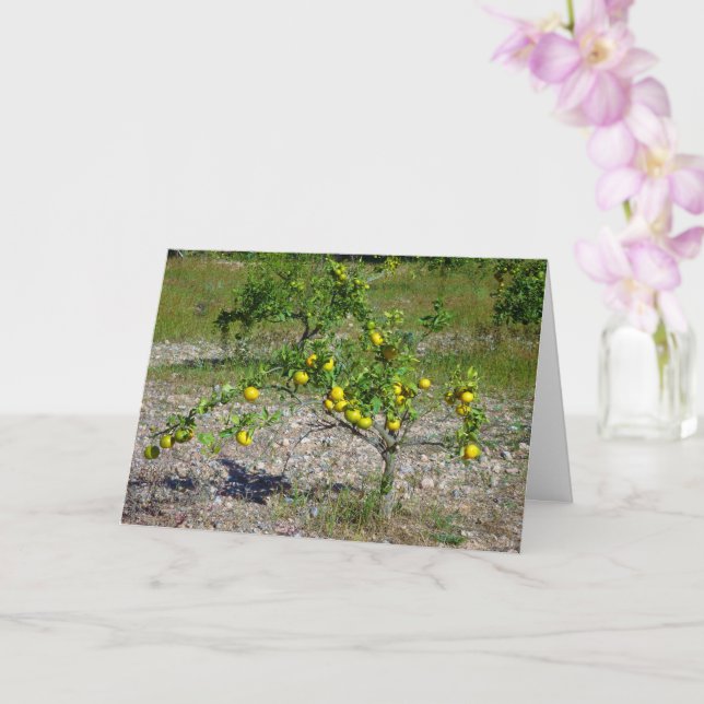 Carte Mandarin Orange Tree (Orchidée)