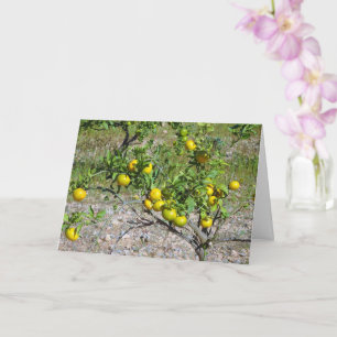 Carte Mandarin Orange Tree