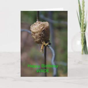 Carte Mantis Nest Closeup Birthday Card