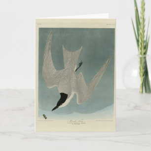 Carte Marais (à bec de goéland) Terne, Audubon Birds of