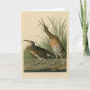 Carte Marais d'eau salée Hen - Audubon's Birds of Americ