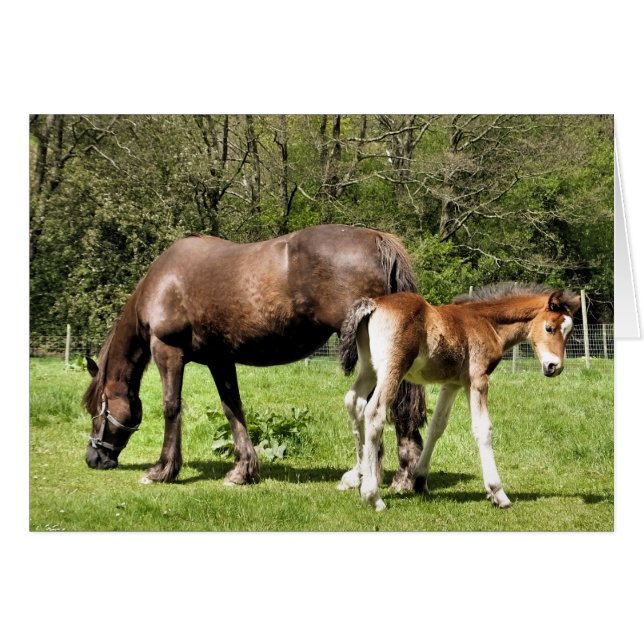 CARTE MARE ET FOAL (Devant horizontal)