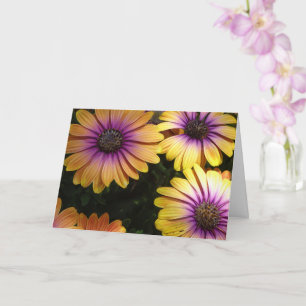 Carte Marguerite africaine jaune et violet