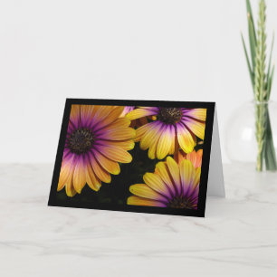 Carte Marguerites africaines jaunes et violettes