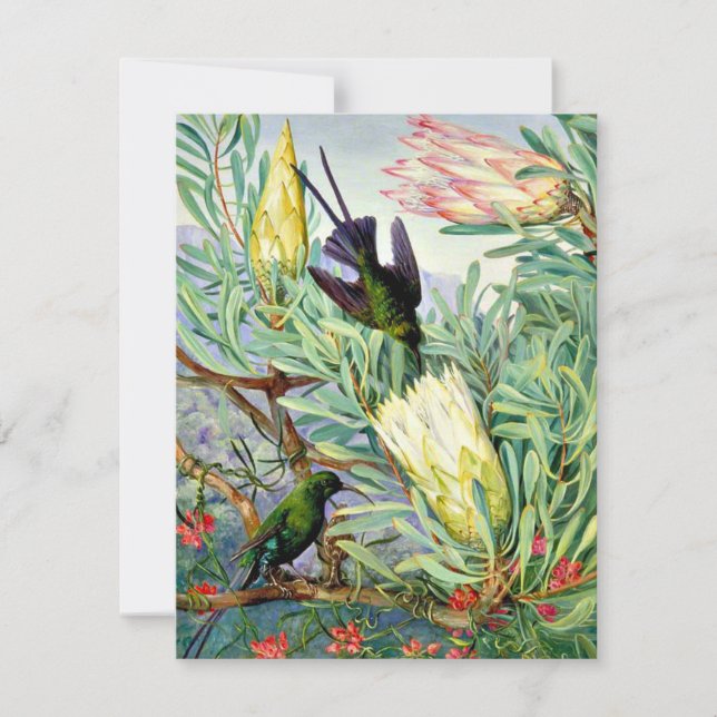 Carte Marianne North - Fleurs de miel et suceurs de miel (Devant)