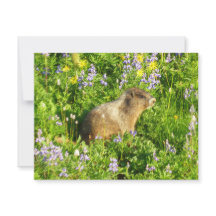 Marmotte dans les fleurs sauvages du mont Rainier