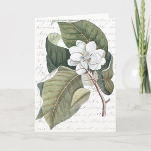 Carte Marquez le collage de magnolia de Catesby avec