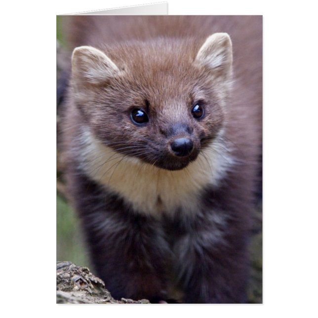 Carte Marty (Devant)