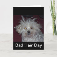 Mauvais jour de cheveux - humour de chien et de