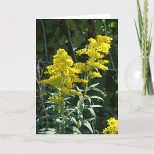 Carte Mauvaises herbes d'or