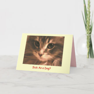 Carte Maynard le Maine Coon2, malade en tant que… -