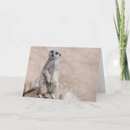 Carte Meerkat
