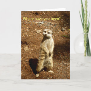 Carte meerkat