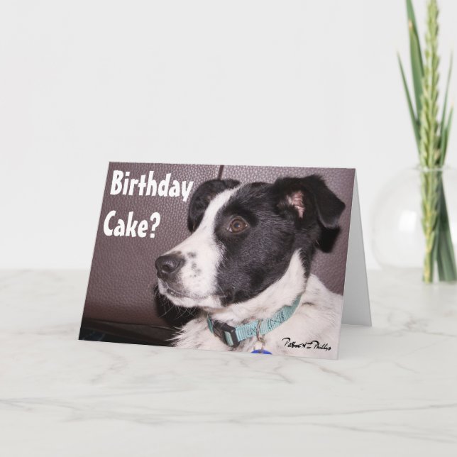 Carte Mélange adorable de Border Collie Heeler Chiot end (Devant)