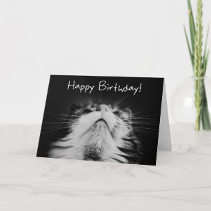 Carte Meowvelt Anniversaire