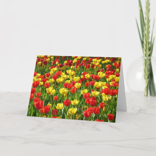 Carte Mer des Tulipes (Devant)