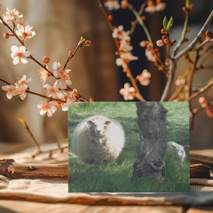 Carte Mère brebis et agneau Printemps Photographie de la