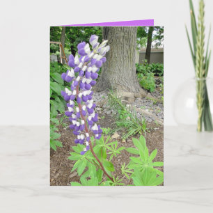 Carte Mère d'anniversaire des Lupines pourpres