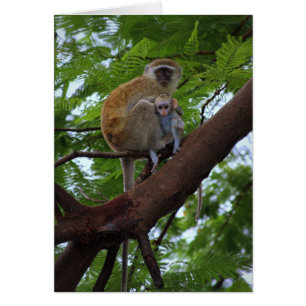 Carte mère et enfant Vervet Monkey