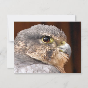 CARTE MERLIN FALCON OISEAU DE PREY