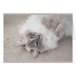 Carte mignonne de chat de Ragdoll