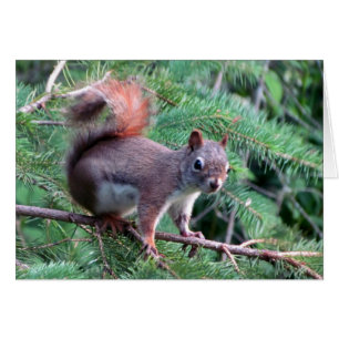 Carte mignonne écureuil rouge