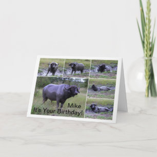 Carte Mike Joyeux Anniversaire Cape Buffalo Bain de Boue