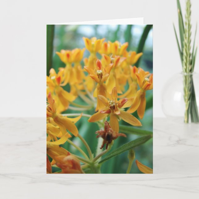 Carte Milkweed (Devant)
