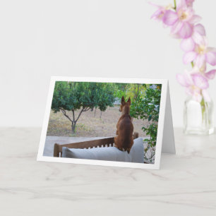 Carte Miniature Pinscher assise sur banc