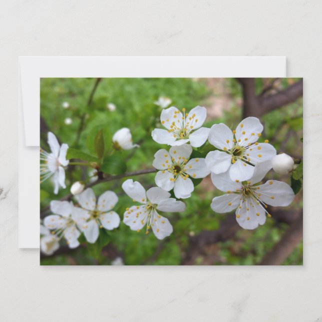 Carte minuscule fleurs blanches (Devant)