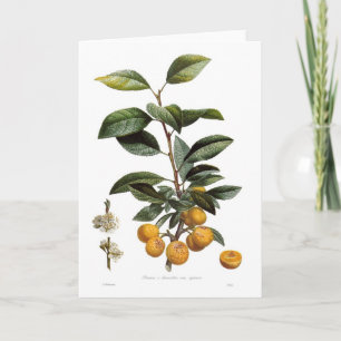 Carte Mirabelle plum (Prunus x domestica var. syriaca)