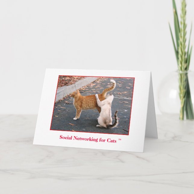 Carte Mise en réseau sociale pour le blanc de chats à (Devant)
