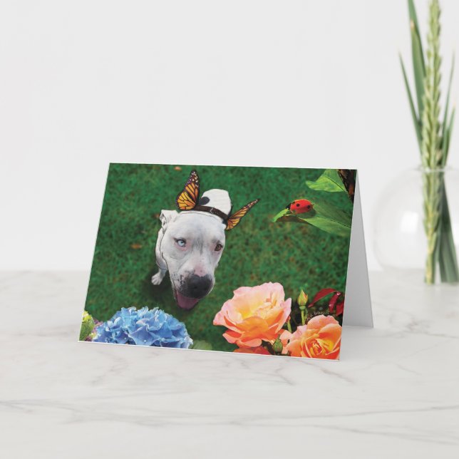 Carte Mitzy la Mariposa, chien avec ailes papillon (Devant)