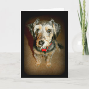 Carte Mlle mignonne Triste-Faite face You Card de chien