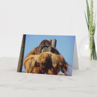 Carte Modèle d'anniversaire Orangutan