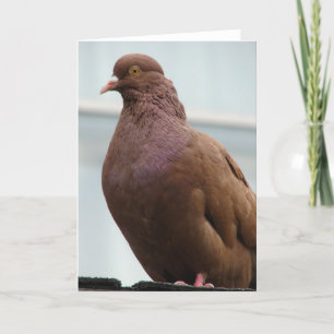 Carte Modena Pigeon surnommé Big Red